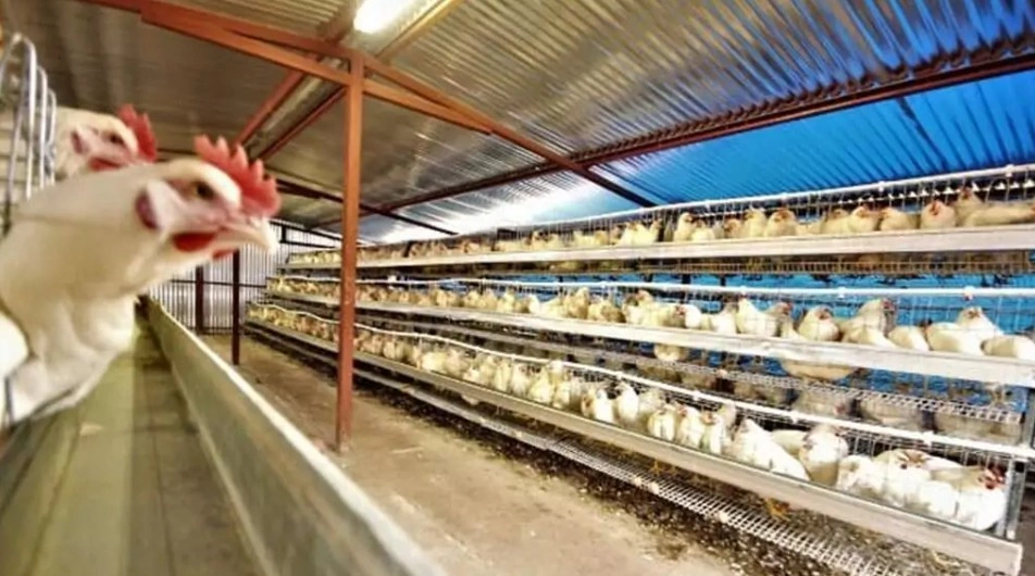 شركة القاهرة للدواجن